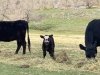 Rist Canyon Farm Calf and Cows