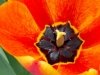 Blooming Tulip
