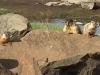 Quincy Lakes Marmot Family