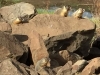 Quincy Lakes Marmot Family