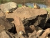 Quincy Lakes Marmot Family