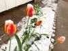 Snow on Tulips