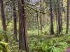 rain forest