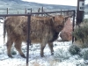 Rawlins Wyoming Woolly Bully in Snow