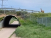 Poudre River Trail Deer