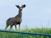 Poudre River Trail Deer