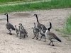Watson Lake Goslings