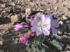 Tufted Evening Primrose Flower