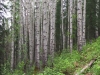 Tumbler Ridge Point Trail Birch Grove