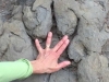 Flatbed Pool Dinosaur Tracks, Tumbler Ridge BC