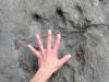 Flatbed Pool Dinosaur Tracks, Tumbler Ridge BC