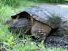 Aligator Snapping Turtle, Fort Collins Colorado