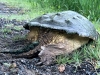 Aligator Snapping Turtle, Fort Collins Colorado