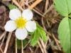 Flatbed Pools Wildflower, Tumbler Ridge BC