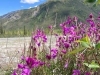 Petersen Creek BC Wildflower