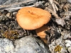 Petersen Creek BC Mushroom