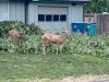 Laporte Deer