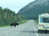 Alaska Highway Wood Bison