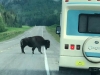 Alaska Highway Wood Bison