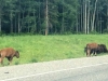 Alaska Highway Wood Bison