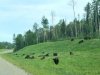 Alaska Highway Wood Bison