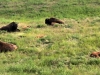 Alaska Highway Wood Bison