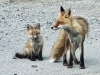 Willow Fox Pack