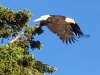 Yukon River Bridge Bald Eagle