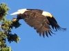 Yukon River Bridge Bald Eagle