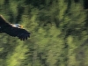 Yukon River Bridge Bald Eagle