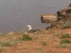 Crystal Lakes Bald Eagle