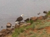 Crystal Lakes Bald Eagle