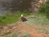 Crystal Lakes Bald Eagle