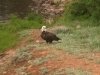 Crystal Lakes Bald Eagle