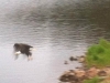 Crystal Lakes Bald Eagle