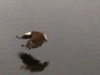 Crystal Lakes Bald Eagle