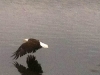 Crystal Lakes Bald Eagle