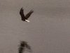 Crystal Lakes Bald Eagle
