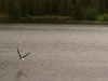 Crystal Lakes Bald Eagle