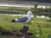 Mew Gull, Whitehorse Yukon