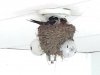 Burwash Landing Resort Abandoned Room Light Bulb Nest