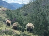 Grizzly Bear Momma and Cubs near Destruction Bay, Yukon