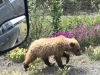 Grizzly Bear Momma and Cubs near Destruction Bay, Yukon