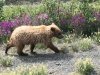 Grizzly Bear Momma and Cubs near Destruction Bay, Yukon