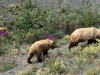 Grizzly Bear Momma and Cubs near Destruction Bay, Yukon