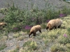 Grizzly Bear Momma and Cubs near Destruction Bay, Yukon