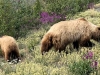 Grizzly Bear Momma and Cubs near Destruction Bay, Yukon