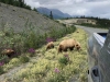 Grizzly Bear Momma and Cubs near Destruction Bay, Yukon