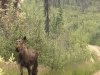 Chena Moose