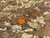 Station Eleven Rock Lichens